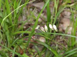 Attēlu rezultāti vaicājumam “Melica nutans flower”