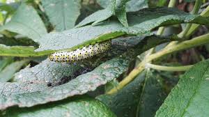 Attēlu rezultāti vaicājumam “Cucullia verbasci larva”