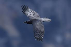 Attēlu rezultāti vaicājumam “Corvus corax adult”