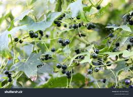 Attēlu rezultāti vaicājumam “Bryonia alba”