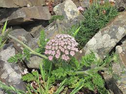Attēlu rezultāti vaicājumam “Daucus carota subsp. carota”