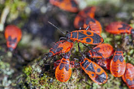 Attēlu rezultāti vaicājumam “Pyrrhocoris apterus imago”