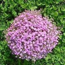 Attēlu rezultāti vaicājumam “Gypsophila muralis flower”