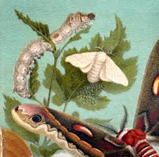 Attēlu rezultāti vaicājumam “Clossiana selene upperside”