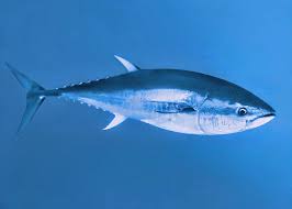 Image result for Thunnus thynnus