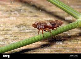 Attēlu rezultāti vaicājumam “Aphrophora alni nymph”
