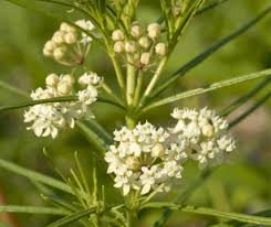 Attēlu rezultāti vaicājumam “Pulsatilla patens leaf”