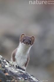 Attēlu rezultāti vaicājumam “Mustela erminea adult”