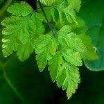 Attēlu rezultāti vaicājumam “Torilis japonica leaf”