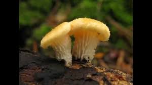 Attēlu rezultāti vaicājumam “Lentinus suavissimus”