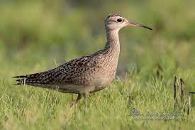 Image result for Numenius minutus