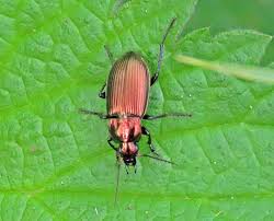 Attēlu rezultāti vaicājumam “Poecilus cupreus”