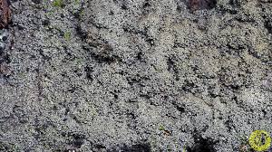 Attēlu rezultāti vaicājumam “Parmeliella triptophylla”