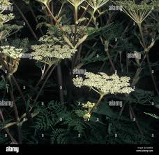 Attēlu rezultāti vaicājumam “Selinum carvifolia flower”