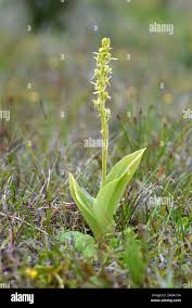 Attēlu rezultāti vaicājumam “Liparis loeselii flower”