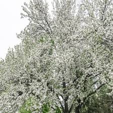 Attēlu rezultāti vaicājumam “Malus sylvestris”