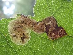 Attēlu rezultāti vaicājumam “Paracorymbia maculicornis imago”