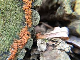 Attēlu rezultāti vaicājumam “Nectria peziza”