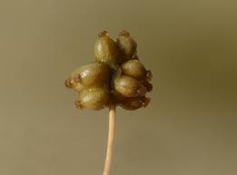 Attēlu rezultāti vaicājumam “Stuckenia filiformis flower”