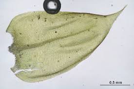 Attēlu rezultāti vaicājumam “Sciuro-hypnum populeum sporophyte”