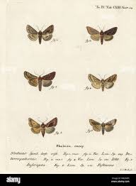 Attēlu rezultāti vaicājumam “Plusia festucae”