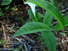 Attēlu rezultāti vaicājumam “Calystegia inflata leaf”