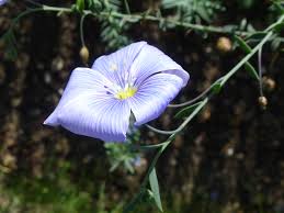 Attēlu rezultāti vaicājumam “Linaceae”