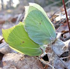 Attēlu rezultāti vaicājumam “Phalonidea permixtana”