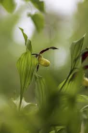 Attēlu rezultāti vaicājumam “Cypripedium calceolus leaf”