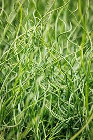 Attēlu rezultāti vaicājumam “Juncus effusus”