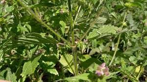 Attēlu rezultāti vaicājumam “Galeopsis bifida leaf”