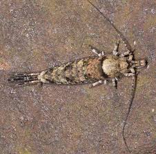 Attēlu rezultāti vaicājumam “Machilidae”