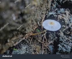 Attēlu rezultāti vaicājumam “Coprinus sp.”
