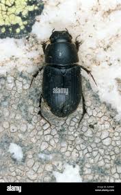 Attēlu rezultāti vaicājumam “Aphodius sp. imago”