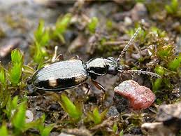 Attēlu rezultāti vaicājumam “Bembidion quadrimaculatum”