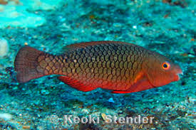 Image result for Scarus rubroviolaceus