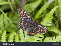 Attēlu rezultāti vaicājumam “Euphydryas maturna”