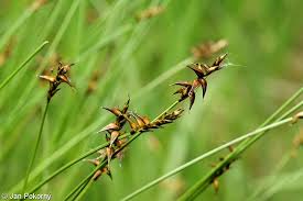 Attēlu rezultāti vaicājumam “Carex dioica male flower”