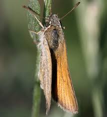 Attēlu rezultāti vaicājumam “Thymelicus lineola”