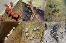 Attēlu rezultāti vaicājumam “Collaria arcyrionema spores”