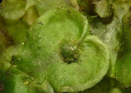 Attēlu rezultāti vaicājumam “Philonotis sporophyte”