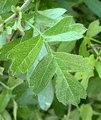 Attēlu rezultāti vaicājumam “Crataegus monogyna subsp. nordica”