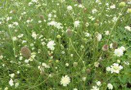 Attēlu rezultāti vaicājumam “Scabiosa ochroleuca”