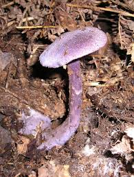 Attēlu rezultāti vaicājumam “Cortinarius violaceus”