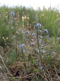 Attēlu rezultāti vaicājumam “Myosotis ramosissima flower”