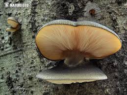 Attēlu rezultāti vaicājumam “Panellus serotinus”