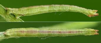 Attēlu rezultāti vaicājumam “Thalera fimbrialis”