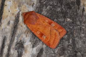 Attēlu rezultāti vaicājumam “Diarsia florida”