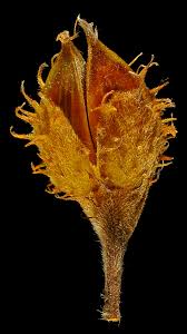 Attēlu rezultāti vaicājumam “Fagus sylvatica fo. laciniata bud”