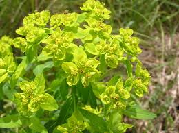 Attēlu rezultāti vaicājumam “Euphorbia palustris leaf”